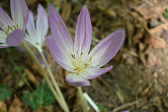 Colchicum speciosum
