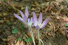 Colchicum speciosum