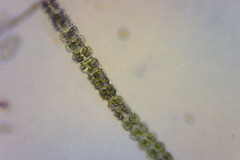 Desmidium grevillei
