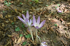 Colchicum speciosum