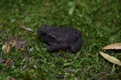 Bufo verrucosissimus