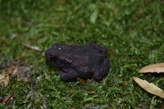Bufo verrucosissimus