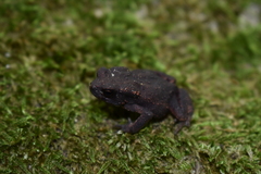 Bufo verrucosissimus