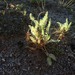 Astragalus devesae - Photo (c) Jorge Calvo Yuste, algunos derechos reservados (CC BY-NC), subido por Jorge Calvo Yuste