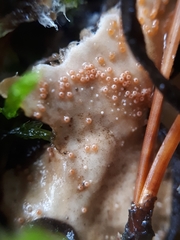 Lasionectria lecanodes