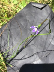 Wahlenbergia capillaris