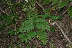 Pteridium tauricum