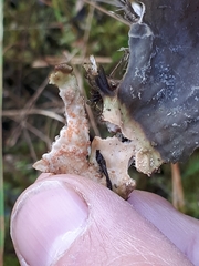 Lasionectria lecanodes