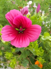 Malope trifida