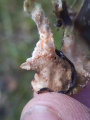 Lasionectria lecanodes