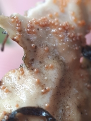 Lasionectria lecanodes