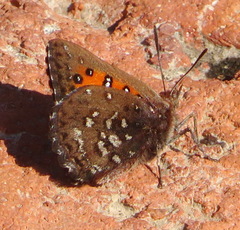 Aloeides thyra orientis