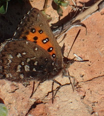 Aloeides thyra orientis
