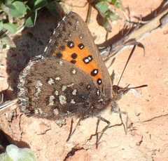 Aloeides thyra orientis