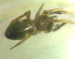 Phrurolithus
