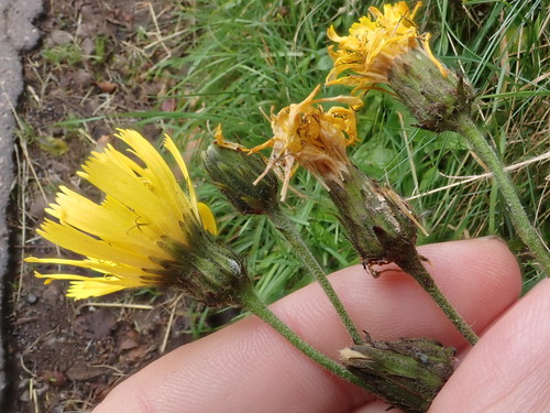 Exmoor hawkweed (Hieracium eminentiforme)