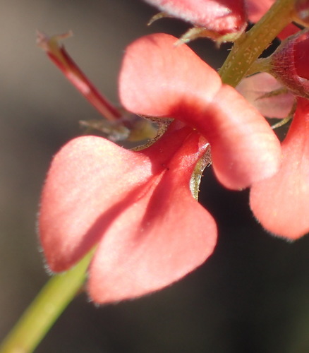 Image of Indigofera erecta by (c) Nicola van Berkel, some rights reserved (CC BY-SA)