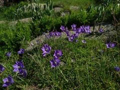 Campanula herminii