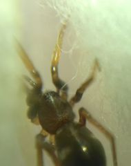 Phrurolithus