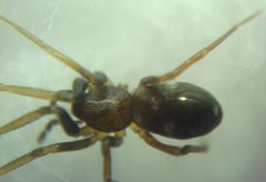 Phrurolithus
