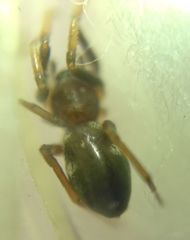 Phrurolithus