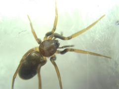 Phrurolithus