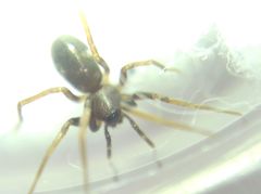 Phrurolithus