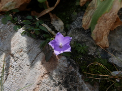 Campanula herminii