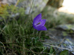 Campanula herminii