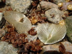 Aspidopterys concava