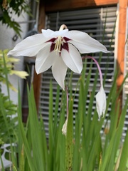 Gladiolus murielae