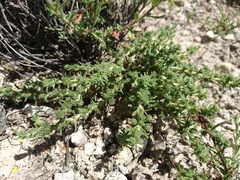 Camphorosma monspeliaca