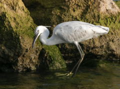 Egretta garzetta × gularis
