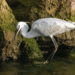 Egretta garzetta × gularis - Photo (c) Paolo Zucca, algunos derechos reservados (CC BY), subido por Paolo Zucca