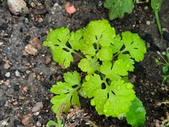 Tanacetum parthenium