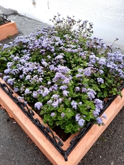 Ageratum houstonianum