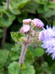 Ageratum houstonianum