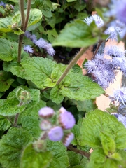 Ageratum houstonianum