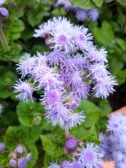 Ageratum houstonianum