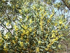 Acacia trineura