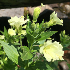 Epilobium luteum