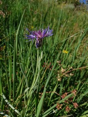 Centaurea graminifolia