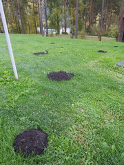 Altai Mole photo 4