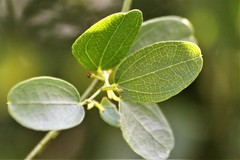 Cocculus diversifolius