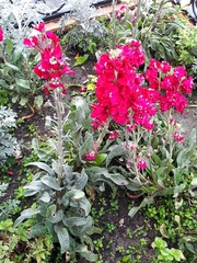Matthiola