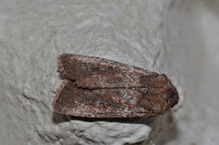 Dasygaster padockina