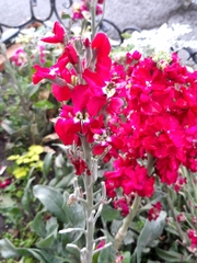 Matthiola
