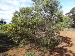 Acacia trineura