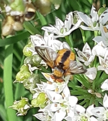 Ectophasia crassipennis, 6102 XW Echt, Nederland, photo 10 of 10