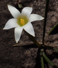 Romulea flava viridiflora